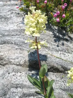 High Mountain Penstemon thumbnail 4