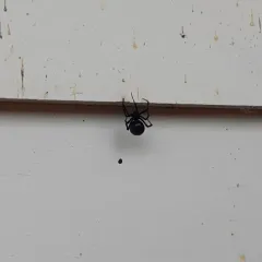 Northern Black Widow thumbnail 2
