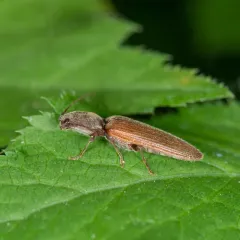 Brightwell's Click Beetle thumbnail 2