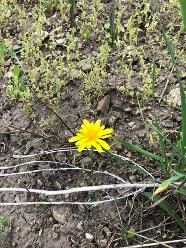 intermountain dandelion