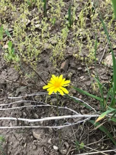 intermountain dandelion thumbnail 1