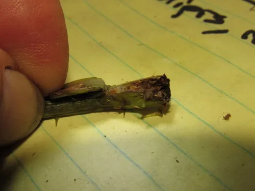 raspberry cane maggot