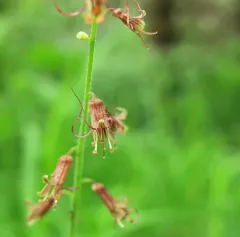 Piggyback Plant thumbnail 3
