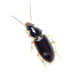 Stenolophus ochropezus thumbnail 4