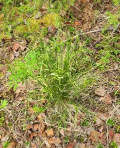Altai fescue thumbnail 4