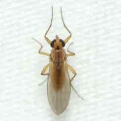 Small Grass Fly thumbnail 3