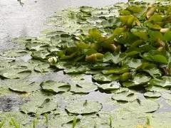 European White Waterlily thumbnail 2