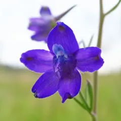 Willamette Valley larkspur thumbnail 4