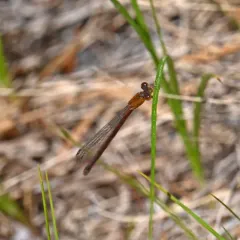 Eastern Red Damsel thumbnail 4