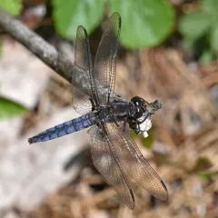 Blue Corporal thumbnail 2