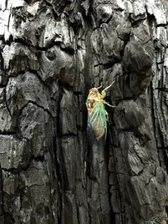 Okanagana vandykei thumbnail 4