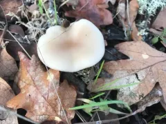 Clitocybe idahoensis thumbnail 2