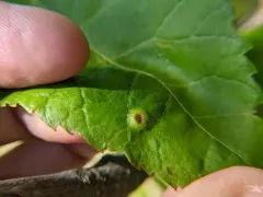 Phylloxera foveola thumbnail 3