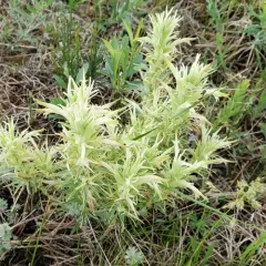 Downy Paintbrush thumbnail 2