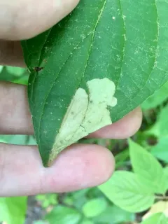 Coleophora cornivorella thumbnail 1