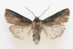 Agrotis antica thumbnail 3