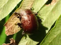 Intricate Leaf Beetle thumbnail 2