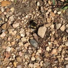 Cryptic Bumble Bee thumbnail 4