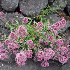Red Valerian thumbnail 4
