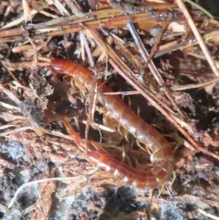 Eastern Red Centipede thumbnail 4