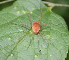 Golden Harvestman thumbnail 2