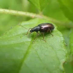 Brown Leaf Weevil thumbnail 1