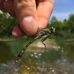 Unicorn Clubtail thumbnail 4