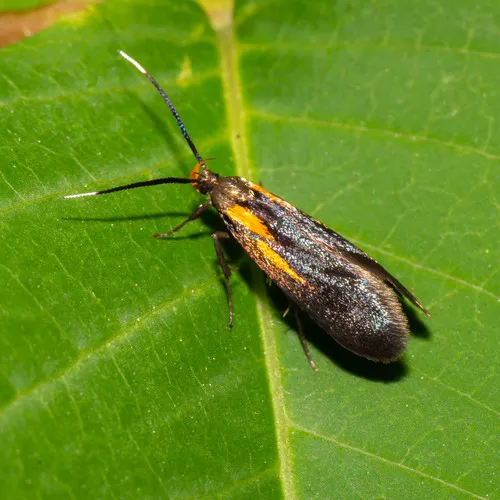 Newman's Mathildana Moth