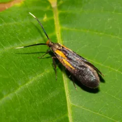 Newman's Mathildana Moth thumbnail 1