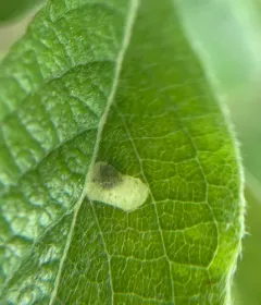 Coleophora kearfottella thumbnail 3