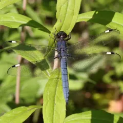 Spangled Skimmer thumbnail 4