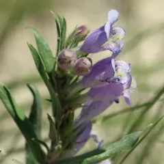 Crested-tongue Beardtongue thumbnail 3