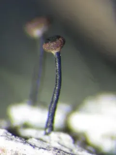 Calicium salicinum thumbnail 3