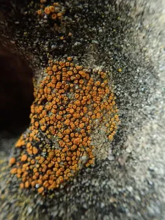 Red Firedot Lichen thumbnail 2