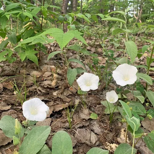 Low False Bindweed