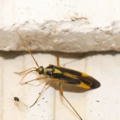 Two-spotted Grass Bug thumbnail 4
