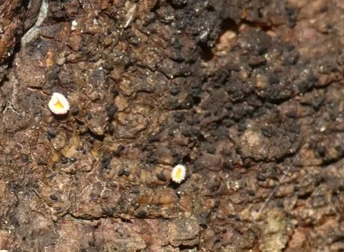 Mytilinidion resinicola