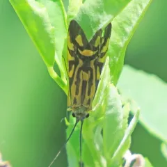 Zebra Caddisfly thumbnail 4