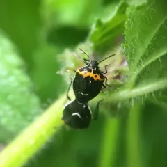Hedge Nettle Stink Bug thumbnail 2