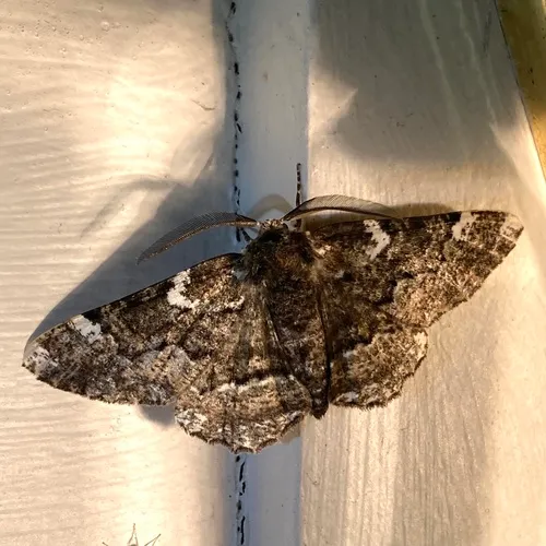 American Oak Beauty