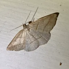 Northern Petrophora Moth thumbnail 1