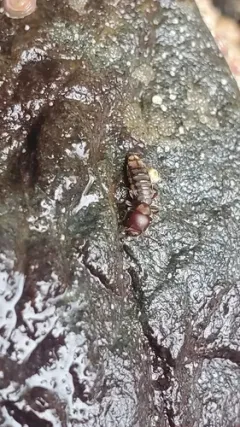 Liparocephalus cordicollis thumbnail 2