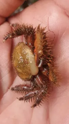 Briarosaccus tenellus thumbnail 3