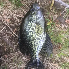 Black Crappie thumbnail 3