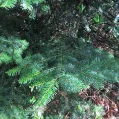 grand fir thumbnail 2