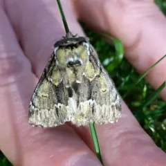 Georgian Prominent thumbnail 4