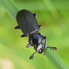 Aspen stag beetle (eastern) thumbnail 2