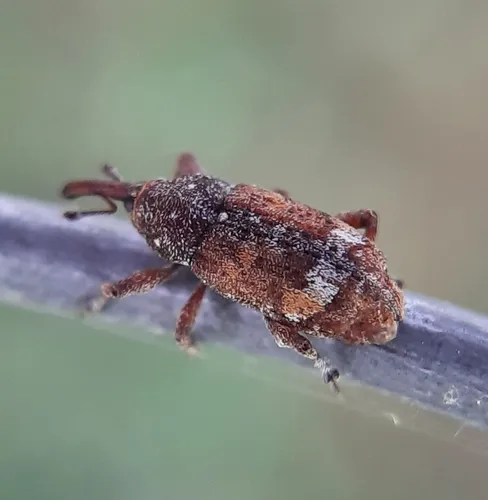 White Pine Weevil