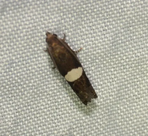 Epiblema gibsoni