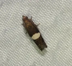 Epiblema gibsoni thumbnail 1